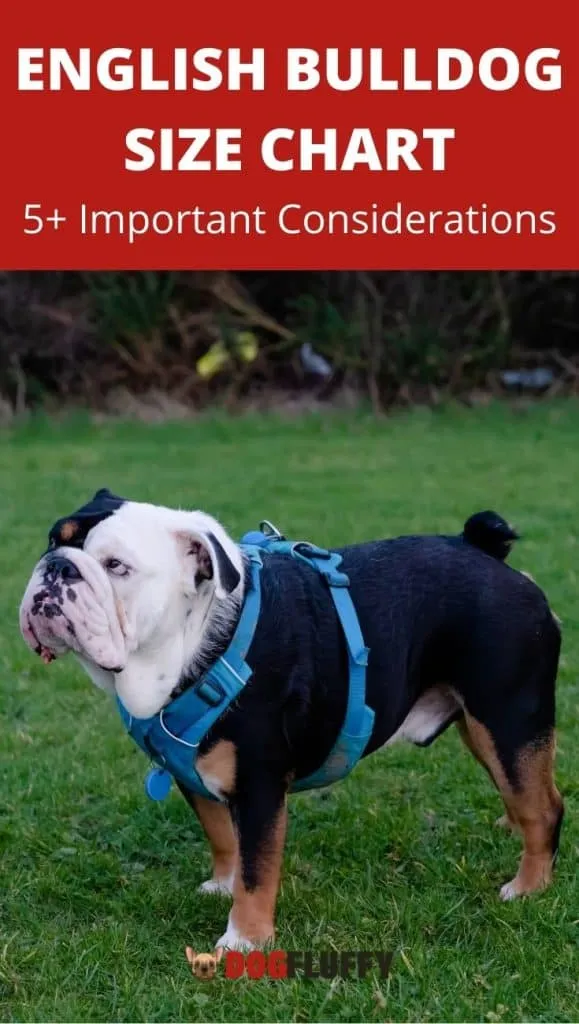 English Bulldog Size Chart 5 Important Considerations