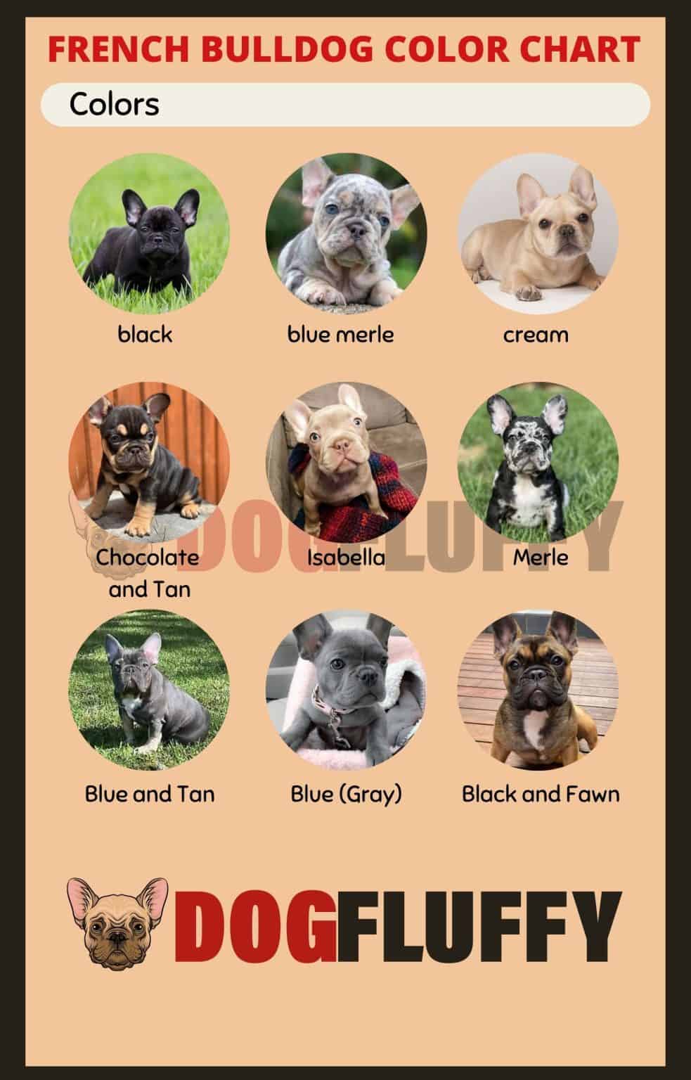 French Bulldog Color Chart - 9 Best Rare Shades 2024 - Dog Fluffy