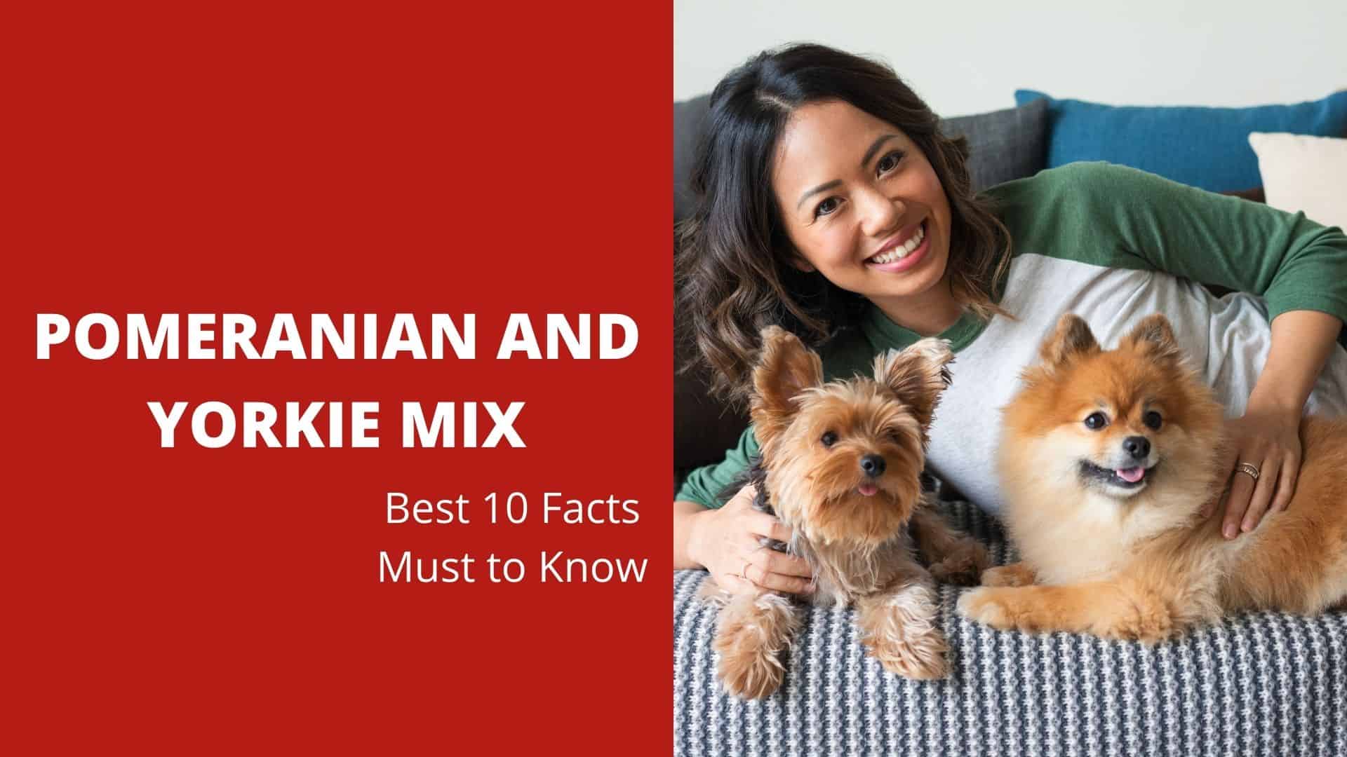 Pomeranian and Yorkie Mix: Best 10 Facts Must to Know