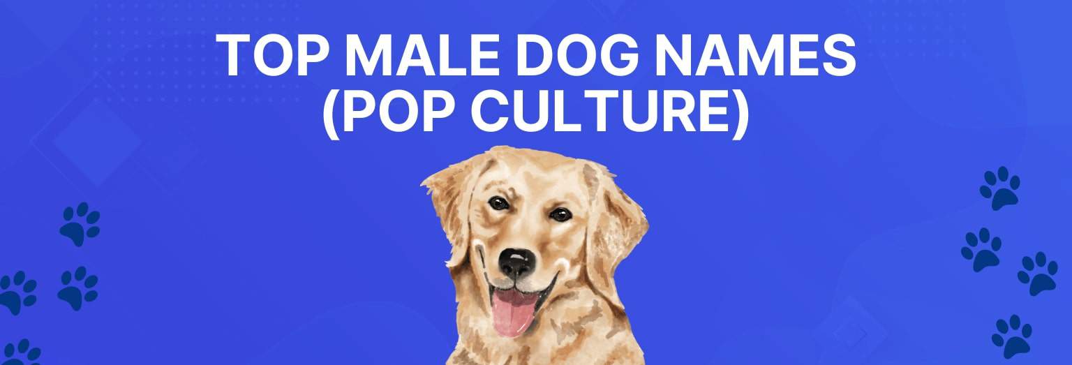 How To Choose A Male Dog Names? 400+ Brilliant Boy Dog Names Dog Fluffy