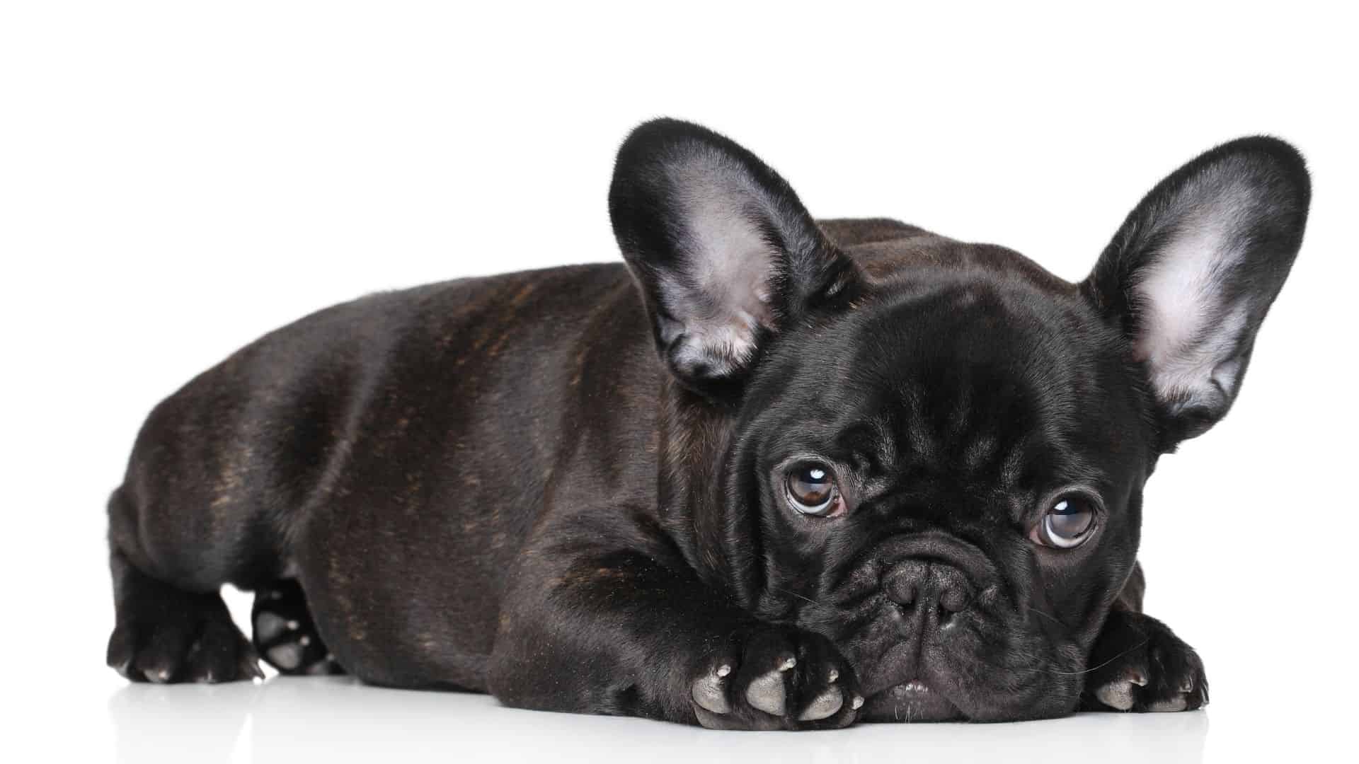 What Are The Pied French Bulldog Colors? - Best Explained 2024 - Dog Fluffy