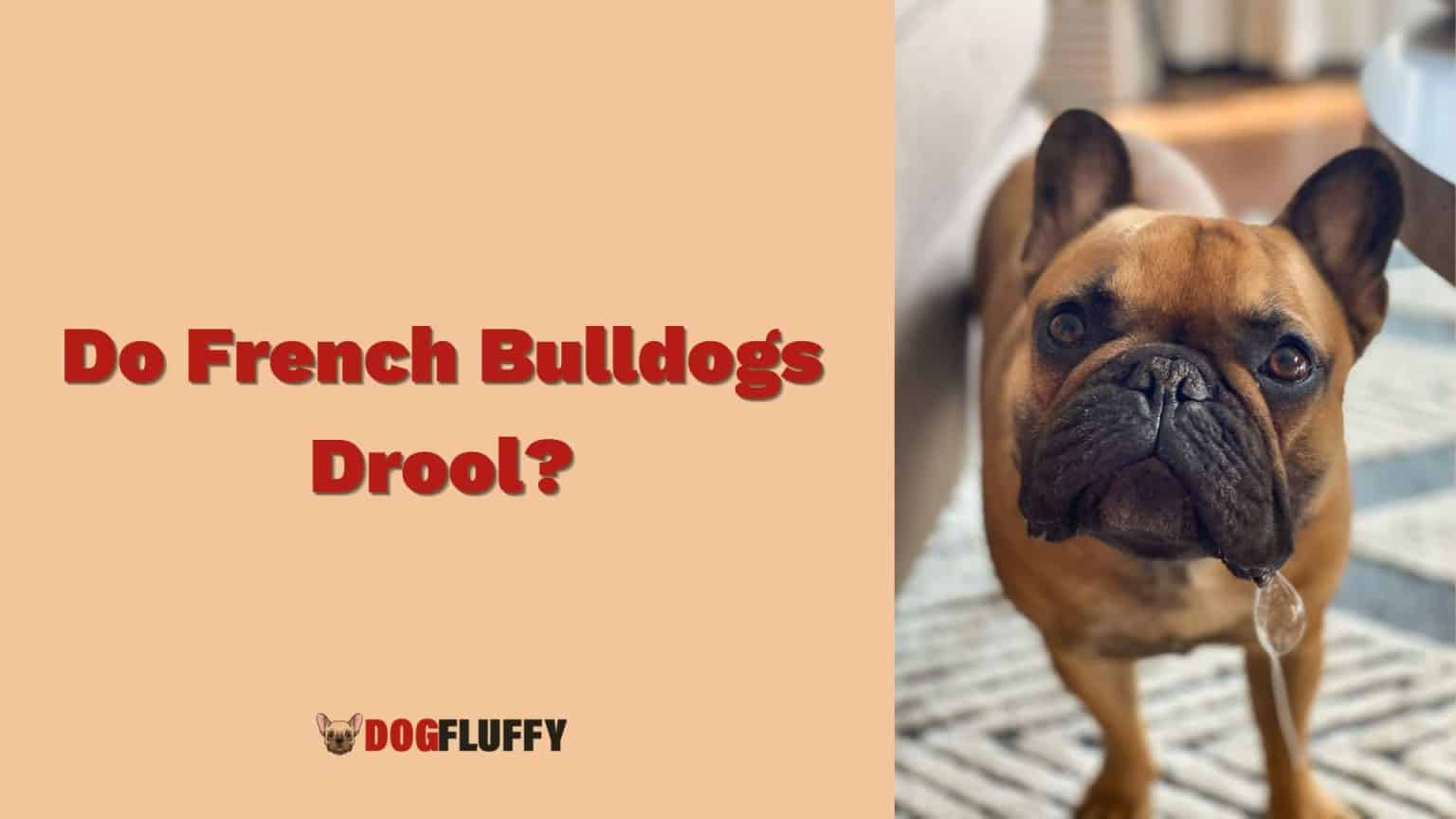 Do French Bulldogs Drool? 5 Best Ways To Prevent 2024 - Dog Fluffy