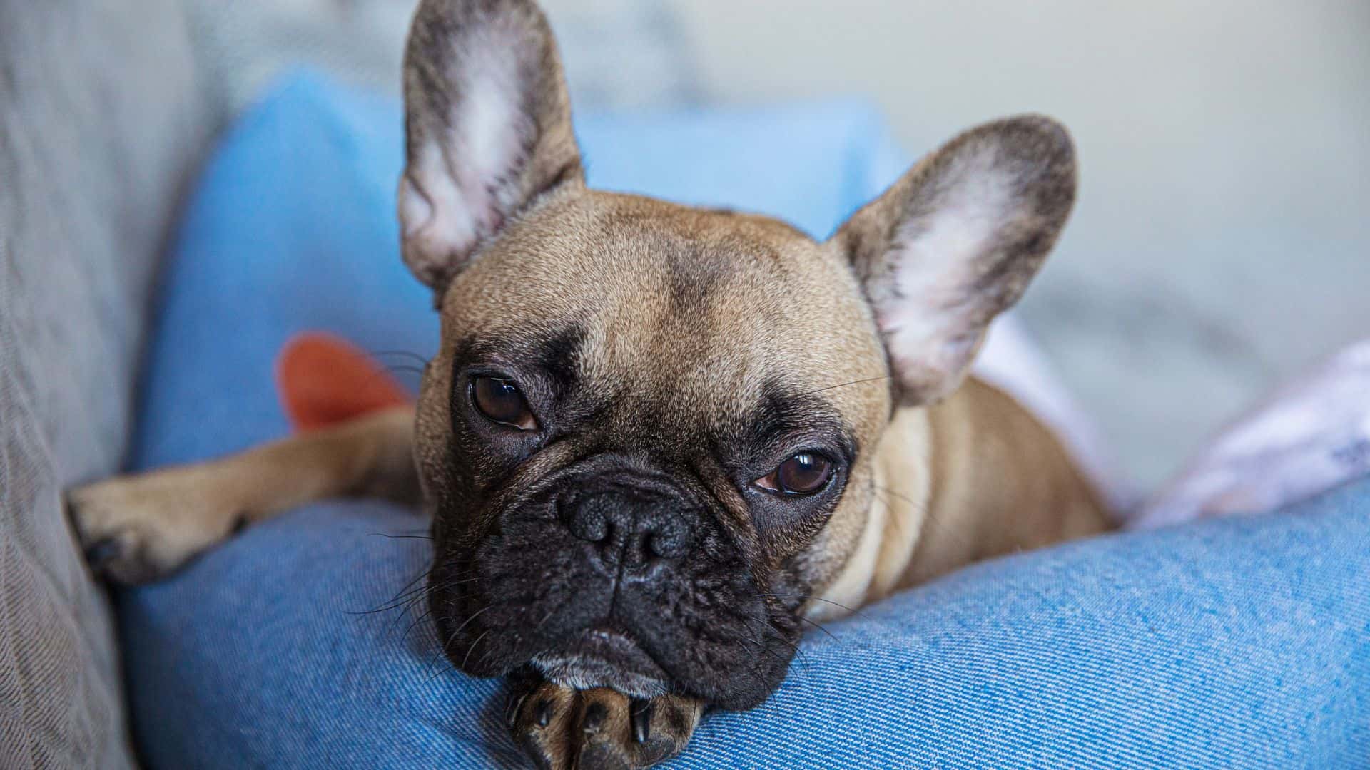 How To Deal With French Bulldog Shedding