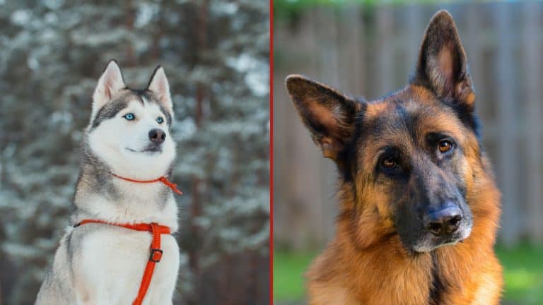 Siberian Husky Vs German Shepherd: Differences & Similarities Best ...