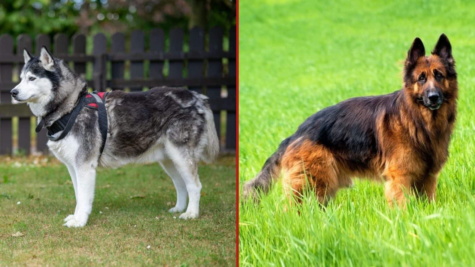 Siberian Husky Vs German Shepherd: Differences & Similarities Best ...