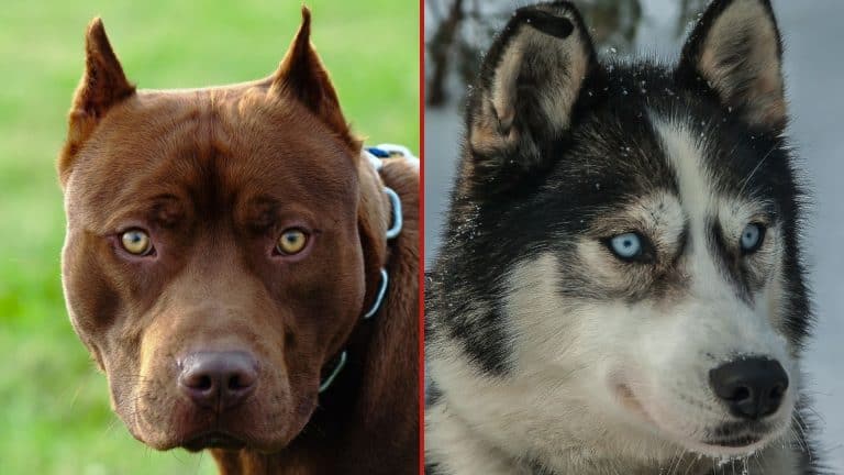 Siberian Husky Vs Pitbull: Differences & Similarities Best Guide 2024