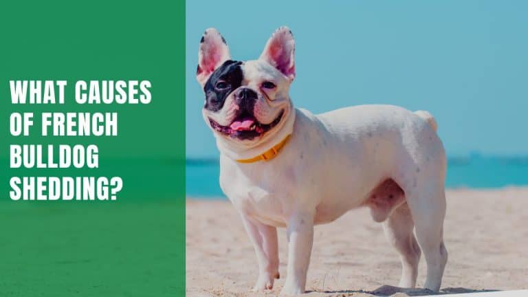 how-to-deal-with-french-bulldog-shedding-10-helpful-answers-dog-fluffy