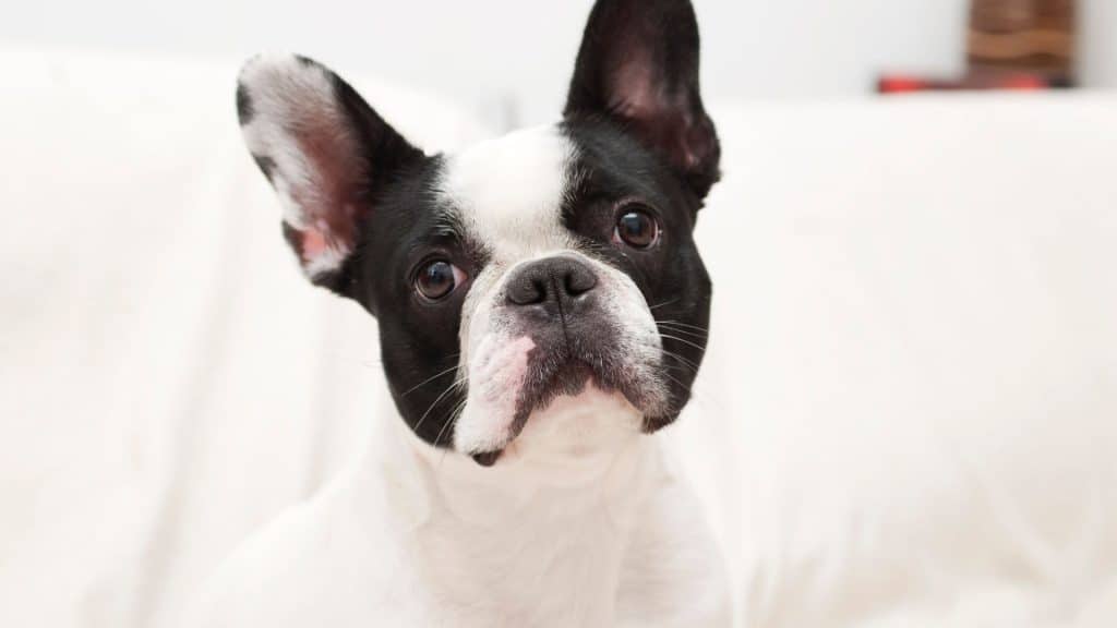 What Are The Pied French Bulldog Colors? - Best Explained 2024 - Dog Fluffy