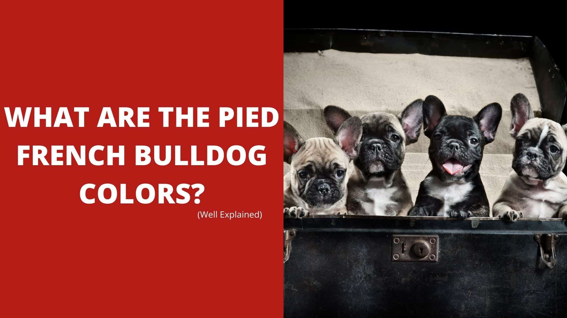 What Are The Pied French Bulldog Colors? – Best Explained