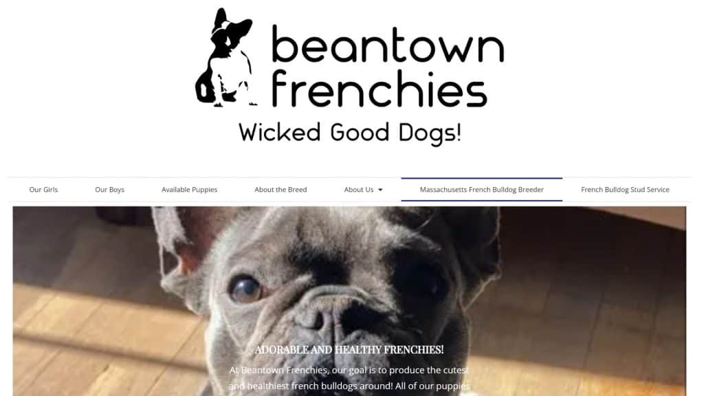 How Much Is A Fluffy French Bulldog Cost? Best Complete Guide 2024 ...