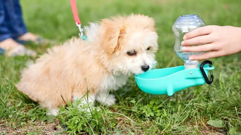 what-to-give-a-puppy-for-upset-stomach-and-vomiting-best-explained