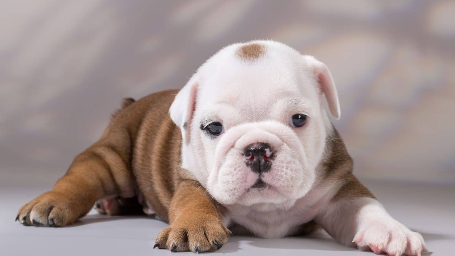 How Long Do Bulldogs Live? 5 Important Points 2024 - Dog Fluffy