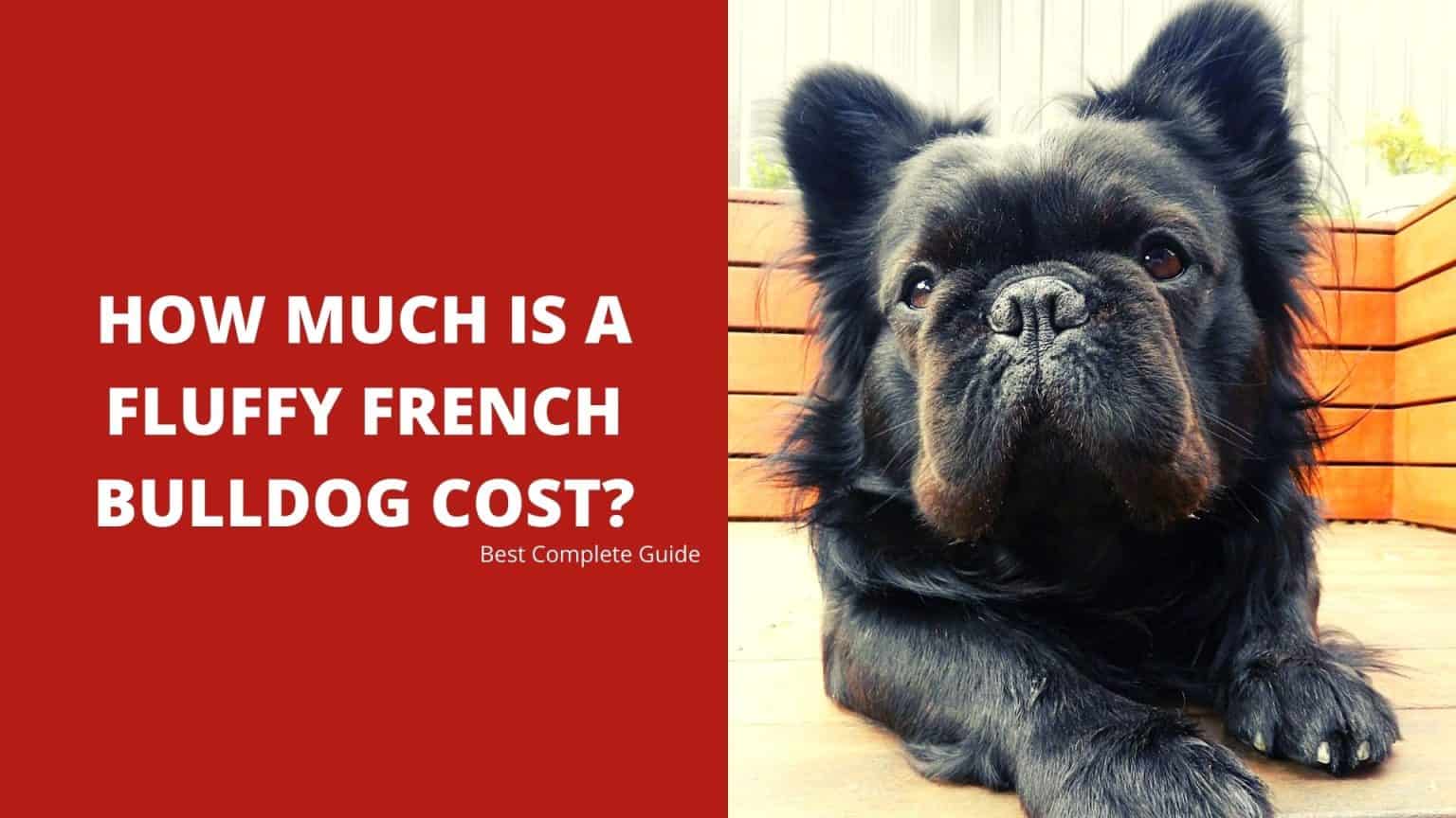 How Much Is A Fluffy French Bulldog Cost? Best Complete Guide 2023