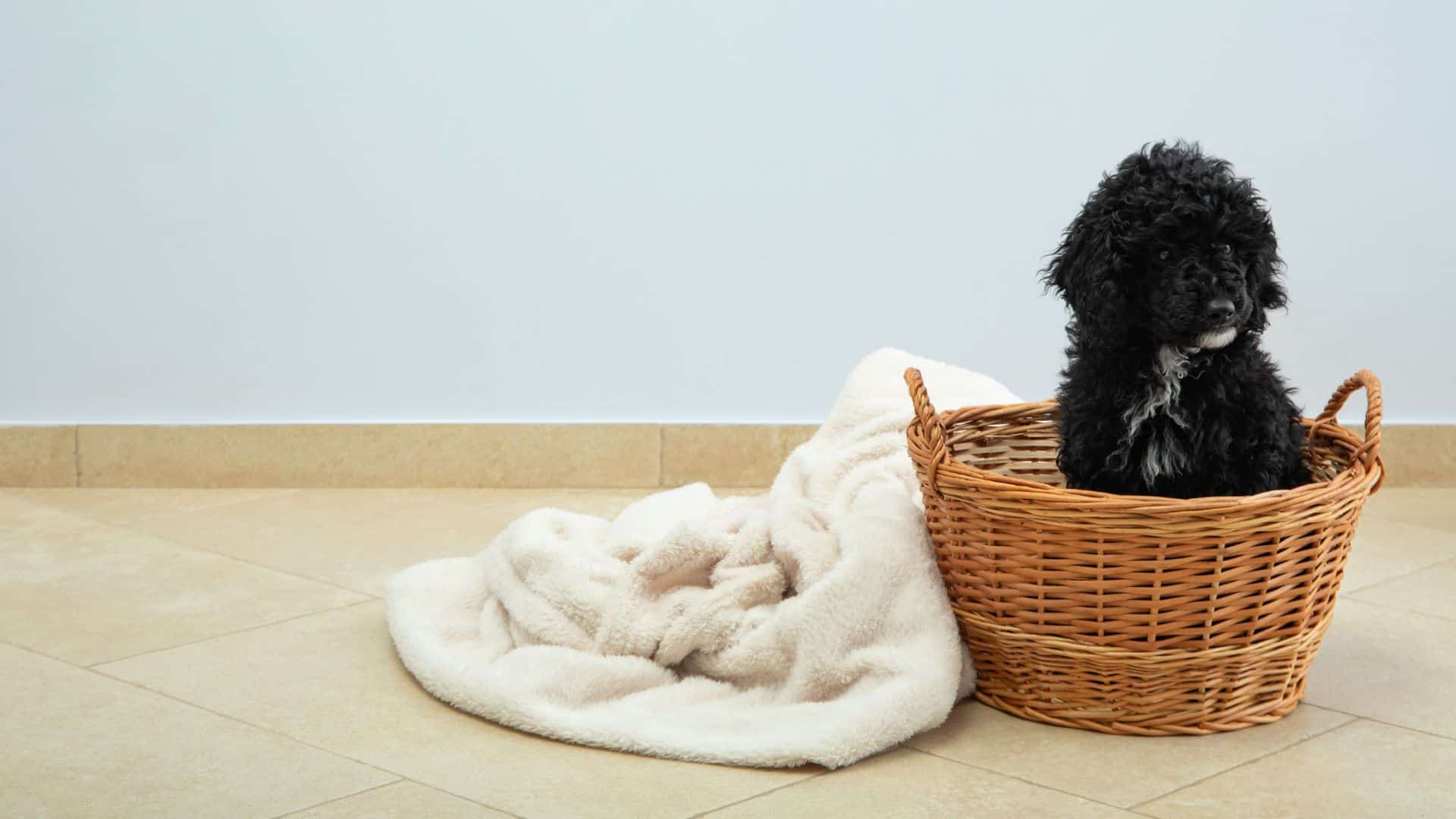 Do Poodle Puppies Shed? Best Guide 2024 - Dog Fluffy