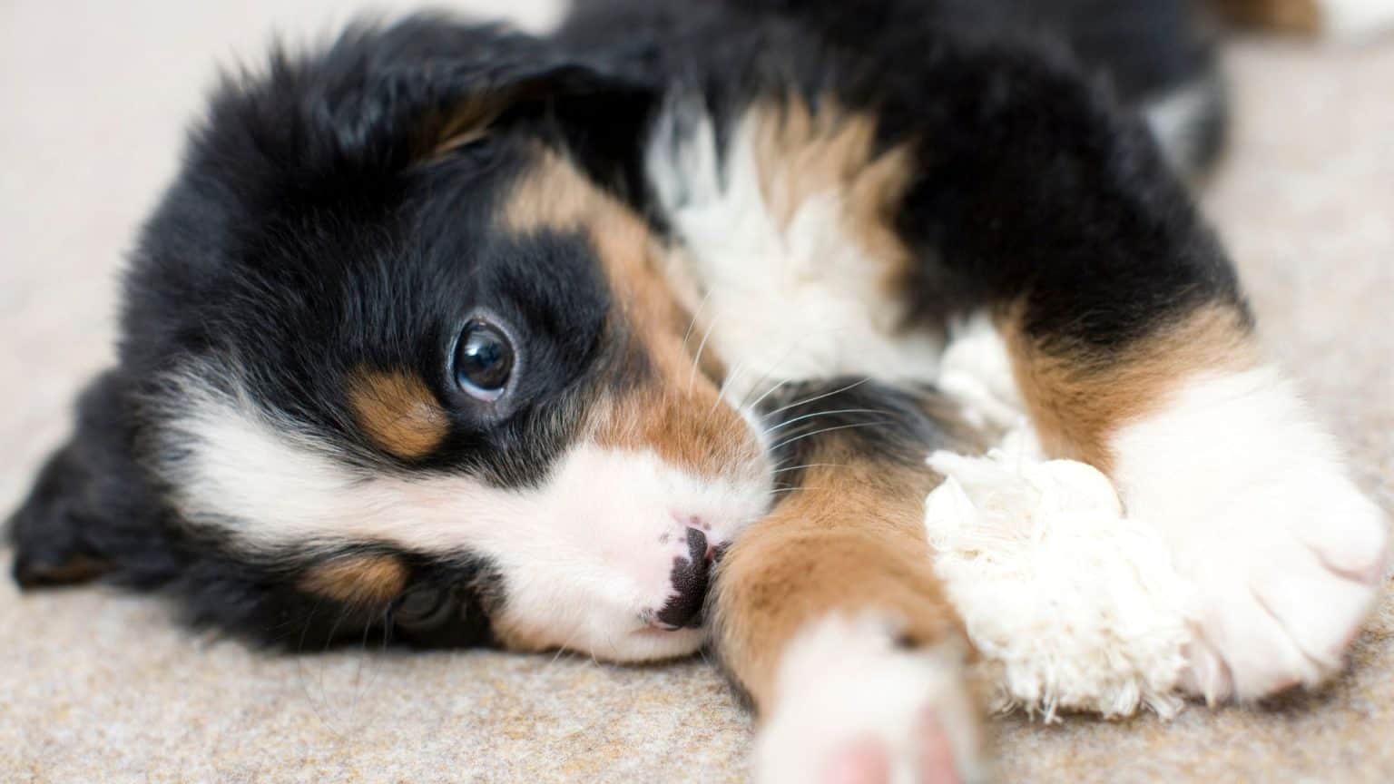 what-to-give-a-puppy-for-upset-stomach-and-vomiting-best-explained