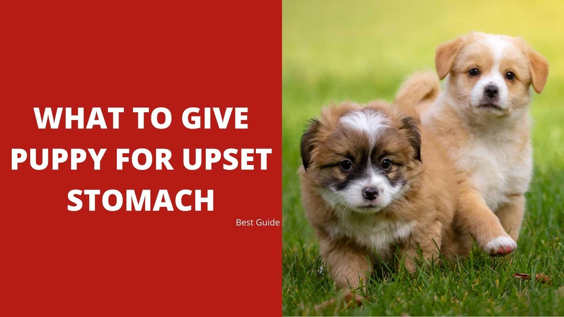 What To Give Puppy For Upset Stomach Best Guide 2023 Dog Fluffy