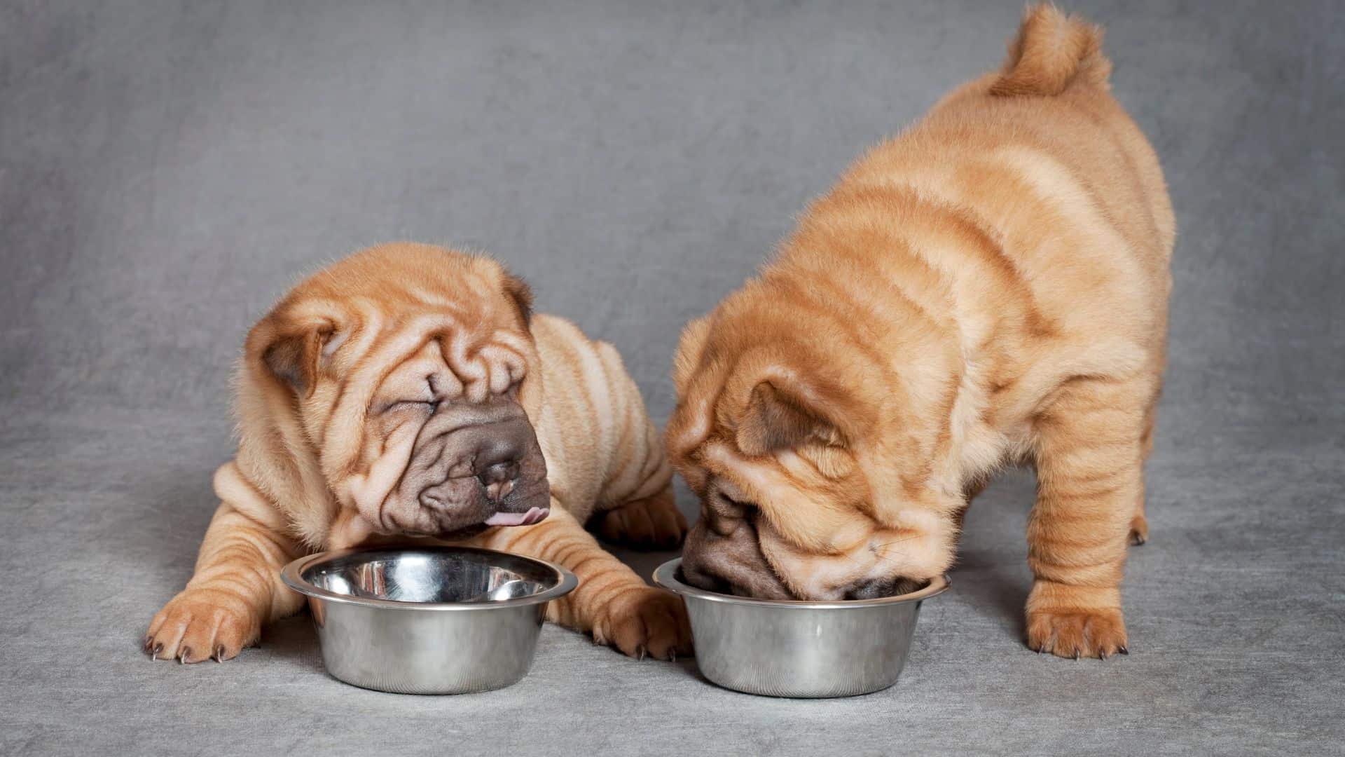 What To Give A Puppy For Upset Stomach And Vomiting