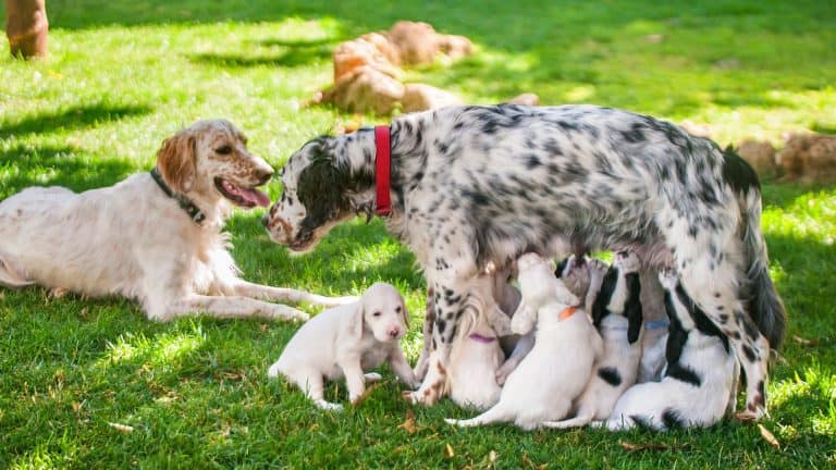 can-a-5-week-old-puppy-eat-dog-food