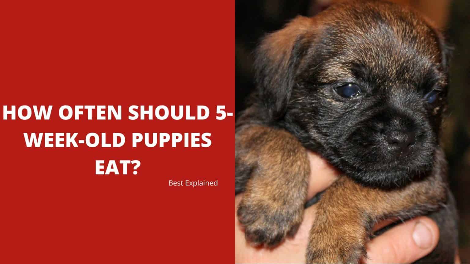 how-often-should-5-week-old-puppies-eat-best-explained-dog-fluffy