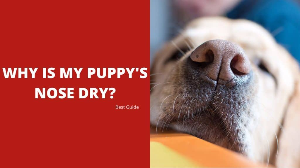 Why Is My Puppy's Nose Dry? Best Guide 2023 - Dog Fluffy