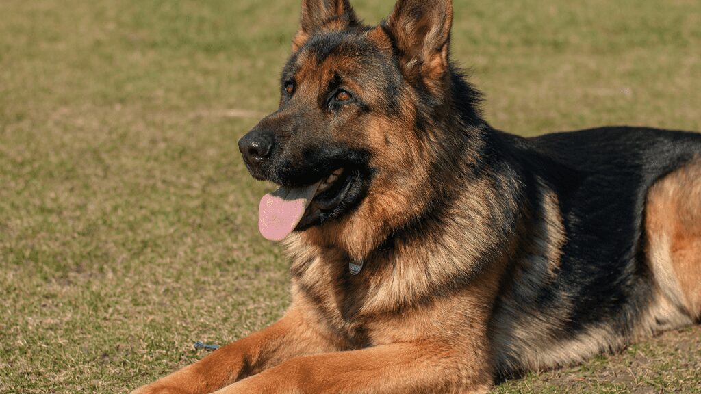 Keep Your German Shepherd Dog Healthy