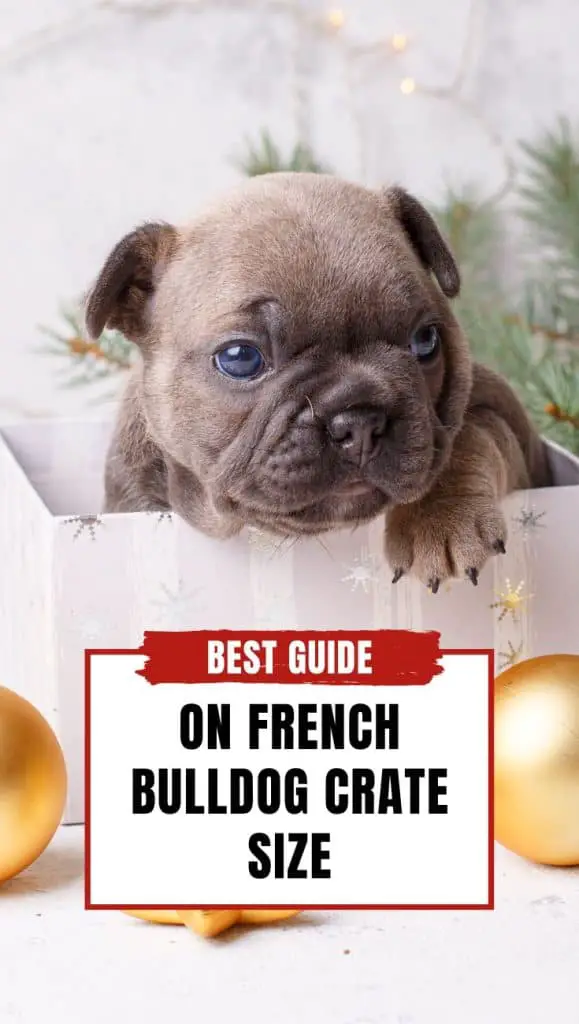 French Bulldog Crate Size - Best Guide With 5 Tips! 2024 - Dog Fluffy