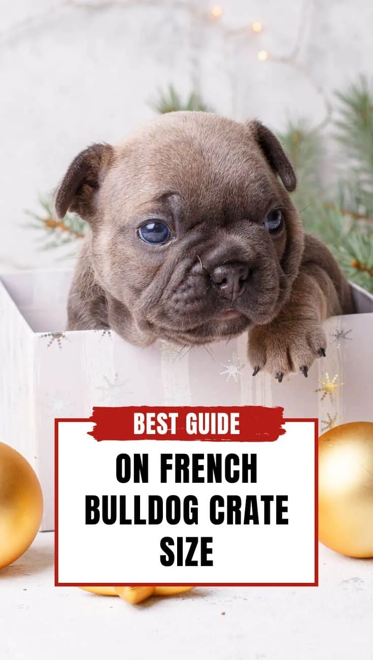 French Bulldog Crate Size - Best Guide With 5 Tips! - Dog Fluffy