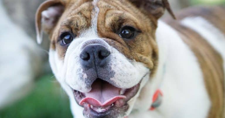 How Do I Get My Bulldog To Stop Barking With The Best 7 Tools - Dog Fluffy