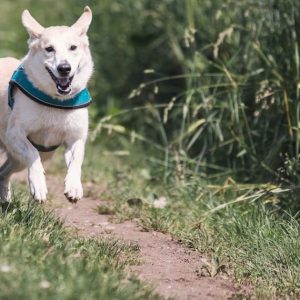 7 Best Different Types Of What To Put On The Ground In A Dog Run