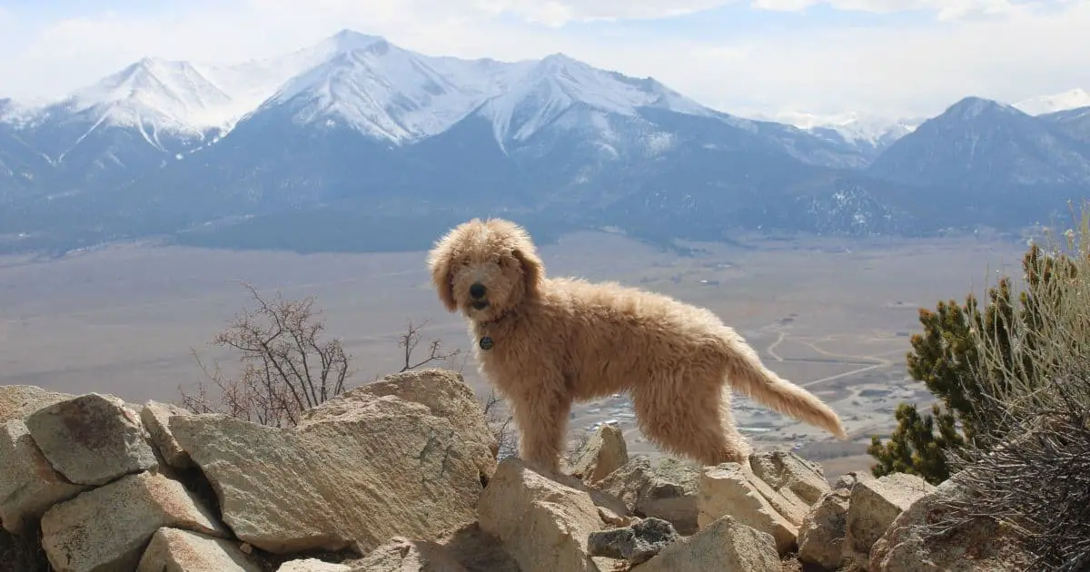 What is an F1B Goldendoodle? A Comprehensive Guide to the Popular Designer Breed