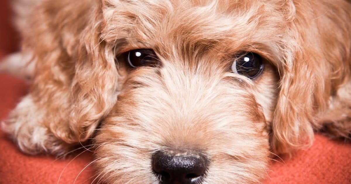 F1b Goldendoodle Fluffy Fun And Companionable Dog