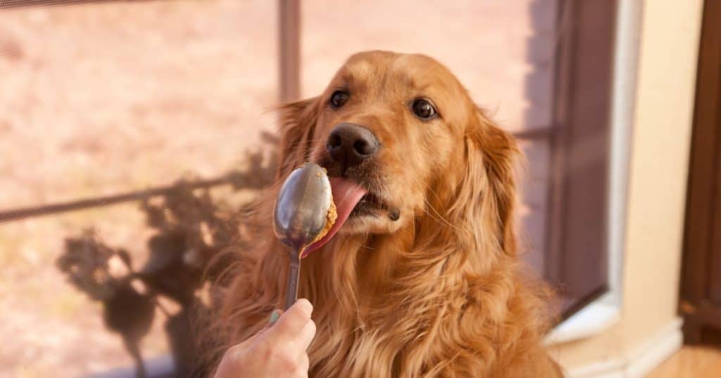 Preventing Peanut Butter Allergy in Dogs