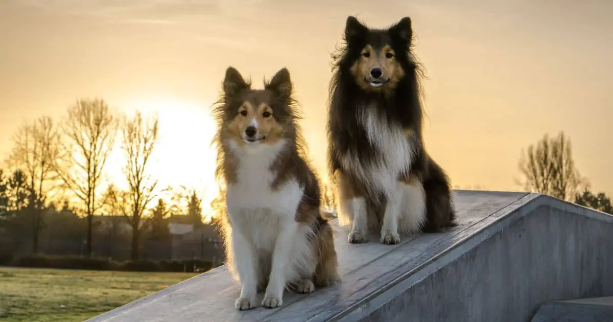 Shetland Sheepdog Growth Chart Best Guide For Your Pup's Progress