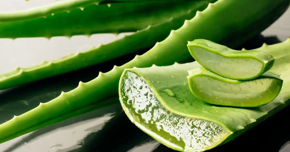 Can Dogs Eat Aloe Vera? Here's What You Need To Know Best Guide - 2024 ...