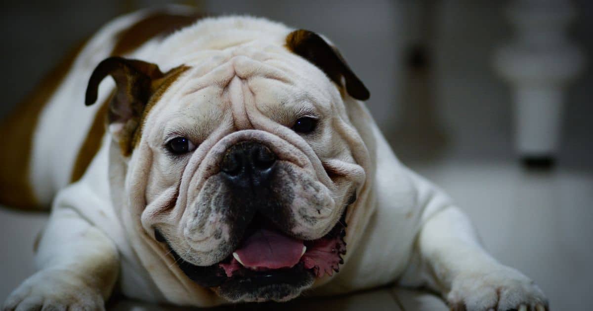 How Long Do English Bulldogs Bleed When In Heat? - 2 Best Ways To 