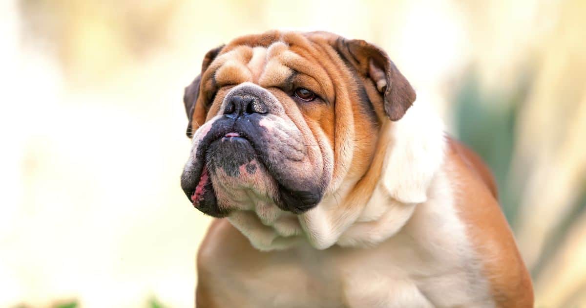 how-long-do-english-bulldogs-bleed-when-in-heat-2-best-ways-to