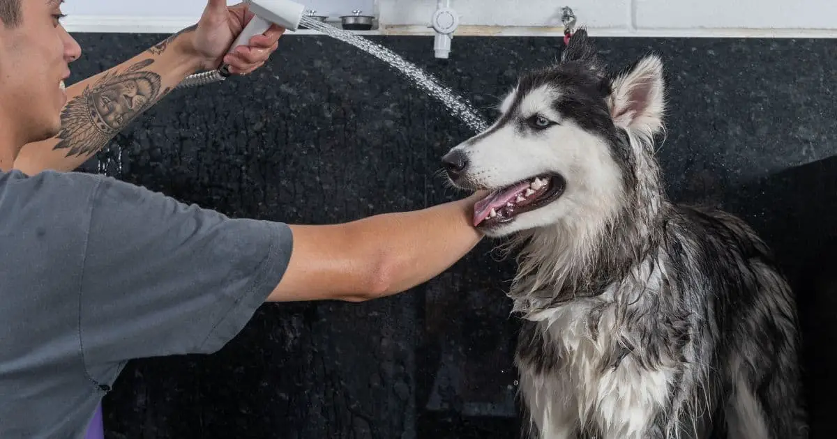 How Often Should You Wash A Husky? Best Practices Revealed!