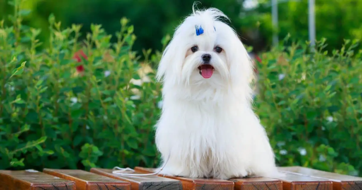 10 Adorable Small White Fluffy Dogs You’ll Want to Cuddle Now