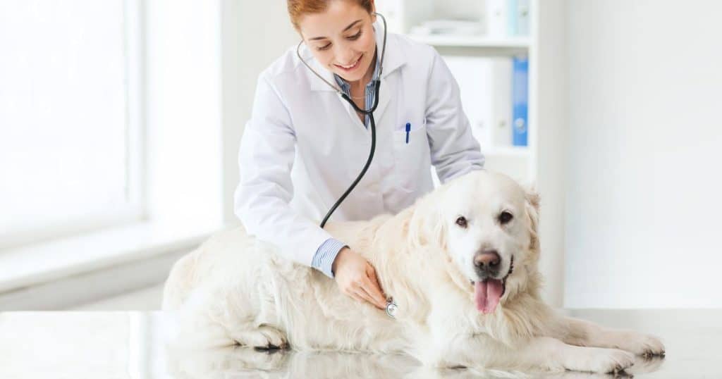 Consulting with a Veterinarian - Best Dog Calming Aid for Grooming