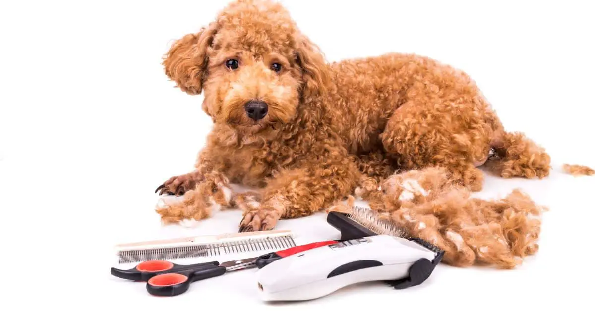 Hair Length Dog Grooming Blade Chart: A Professional Best Guide 2023 ...