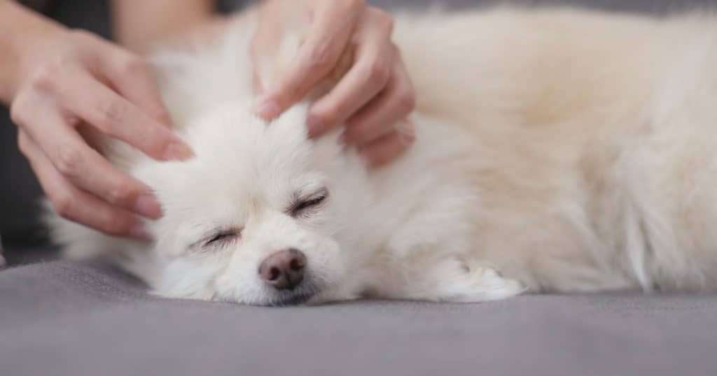 Natural Ingredients for Dog Calming - Best Dog Calming Aid for Grooming