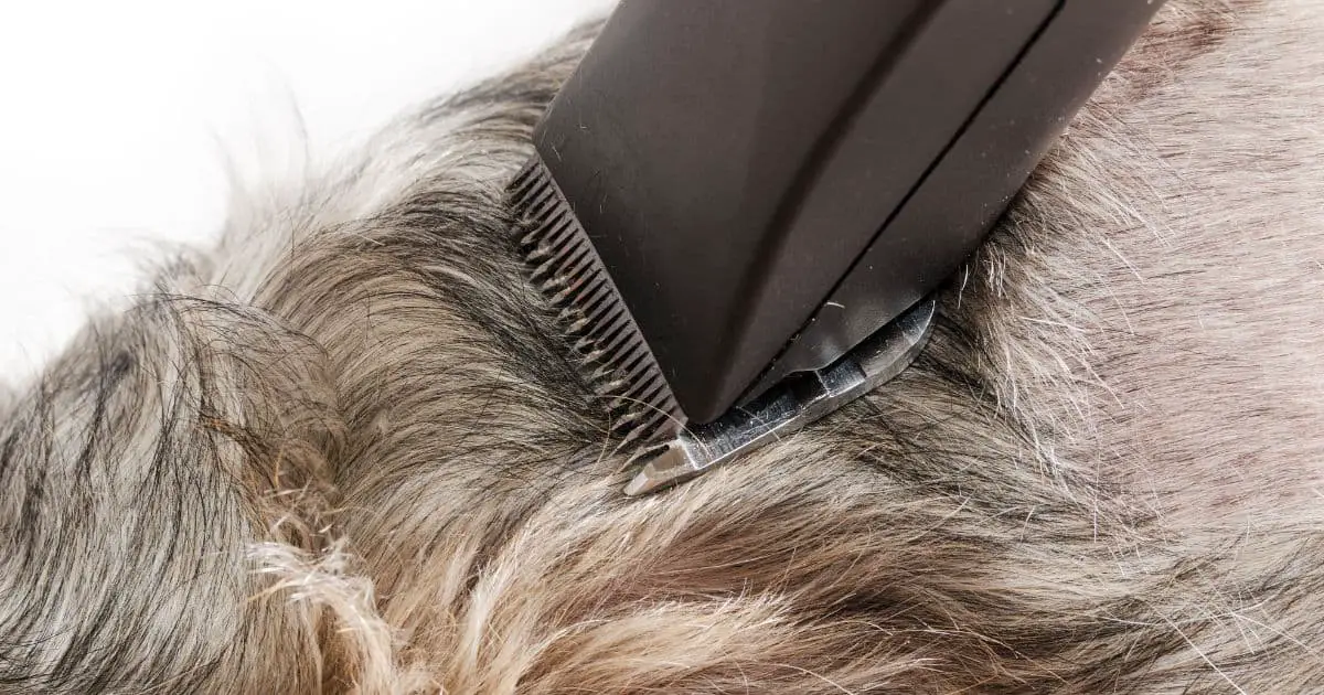 5 Powerful Best Dog Grooming Clippers For Thick Coats 2024 Dog Fluffy