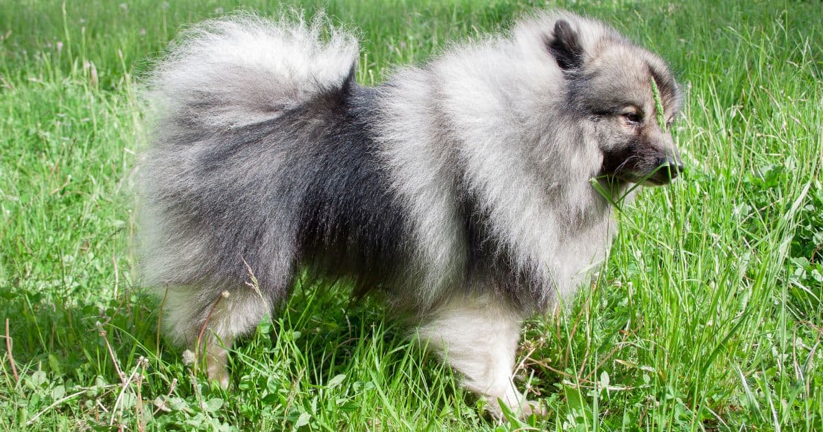 Ultimate Guide To Fluffy Dog Breeds: Top 10 Coziest And Most High ...