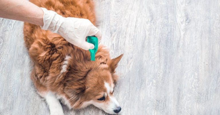 8-common-dog-skin-problems-after-grooming-causes-and-best-solutions