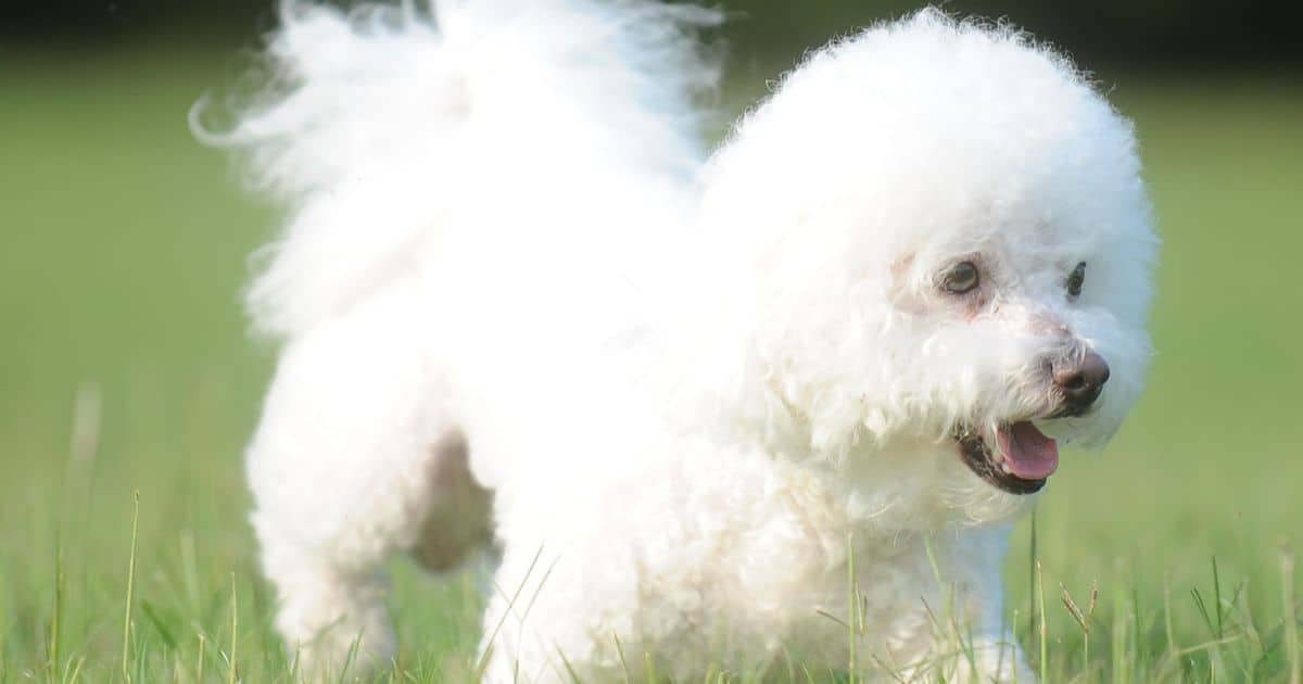 Ultimate Guide to Fluffy Dog Breeds: Top 10 Coziest and Most High-Maintenance Breeds