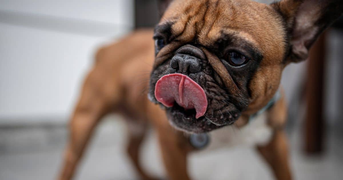 French Bulldog – Goody Paws