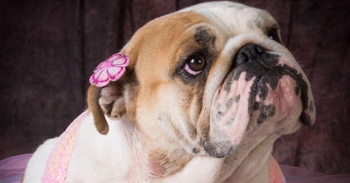 22 Most Popular Exotic Female Bulldog Names