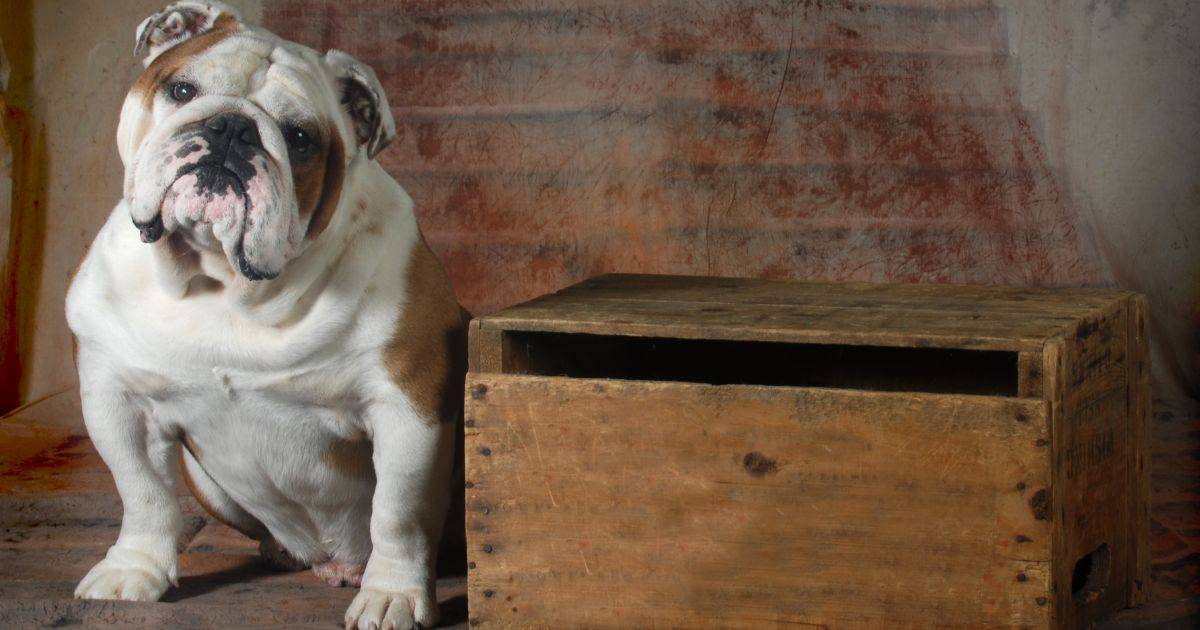 unique male bulldog names        
        <figure class=