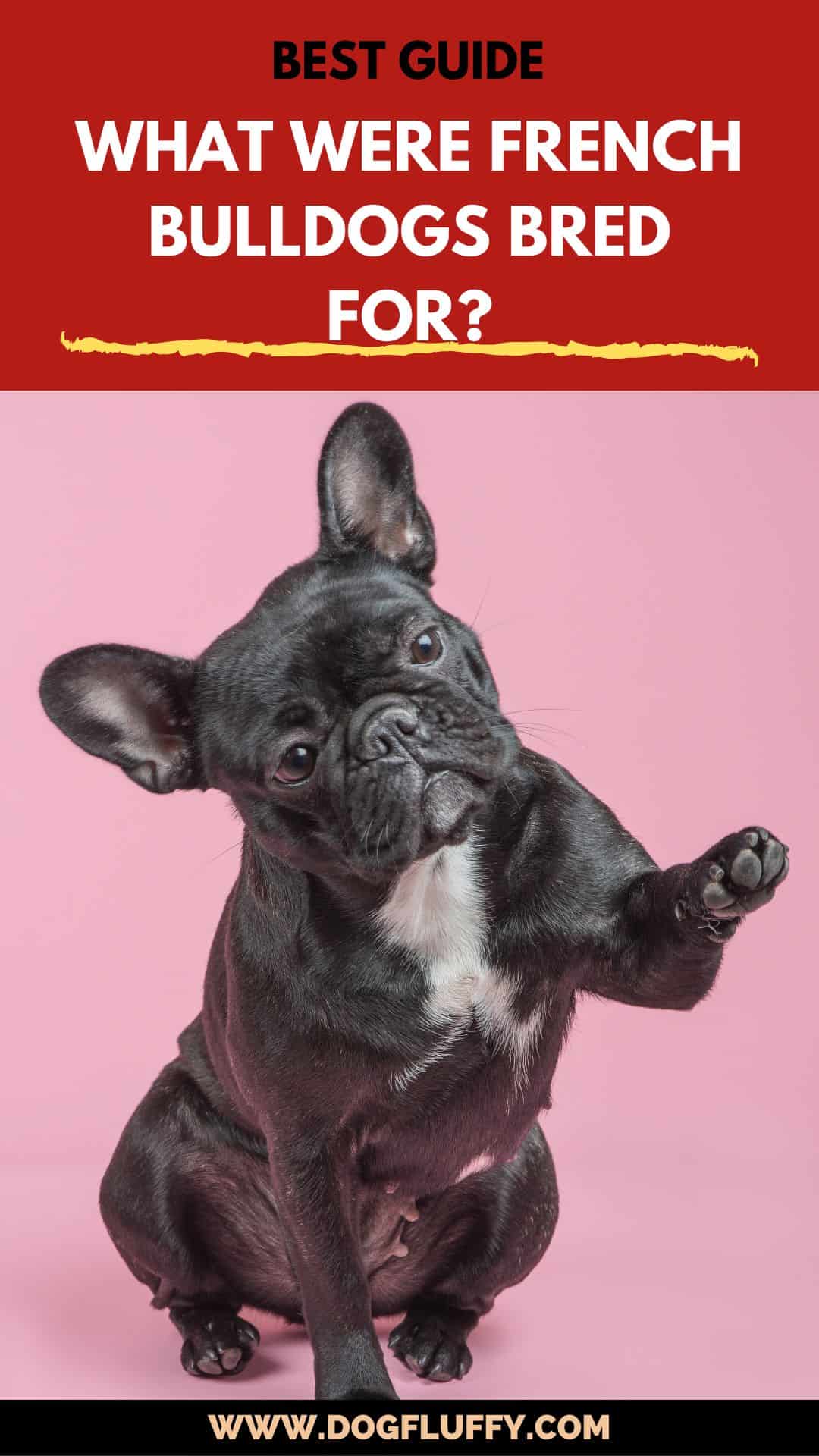 What Were French Bulldogs Bred For? Best Info Guide 2024 - Dog Fluffy