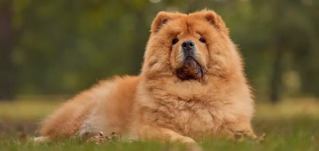 5 Essential Grooming Tips for Chow Chows: Why Your Furry Friend Needs Special Care